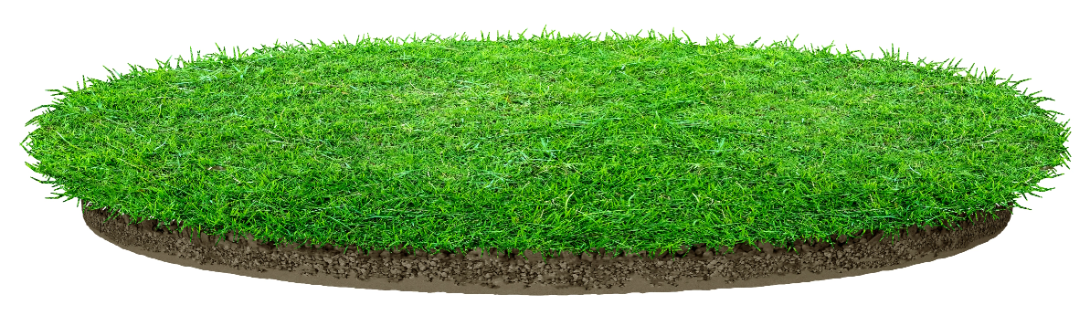 A grass in the top of round soil