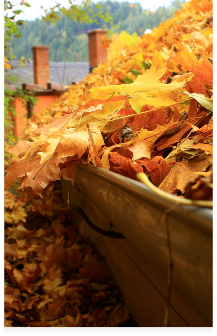 Beautiful autumn leaves on top of the roof