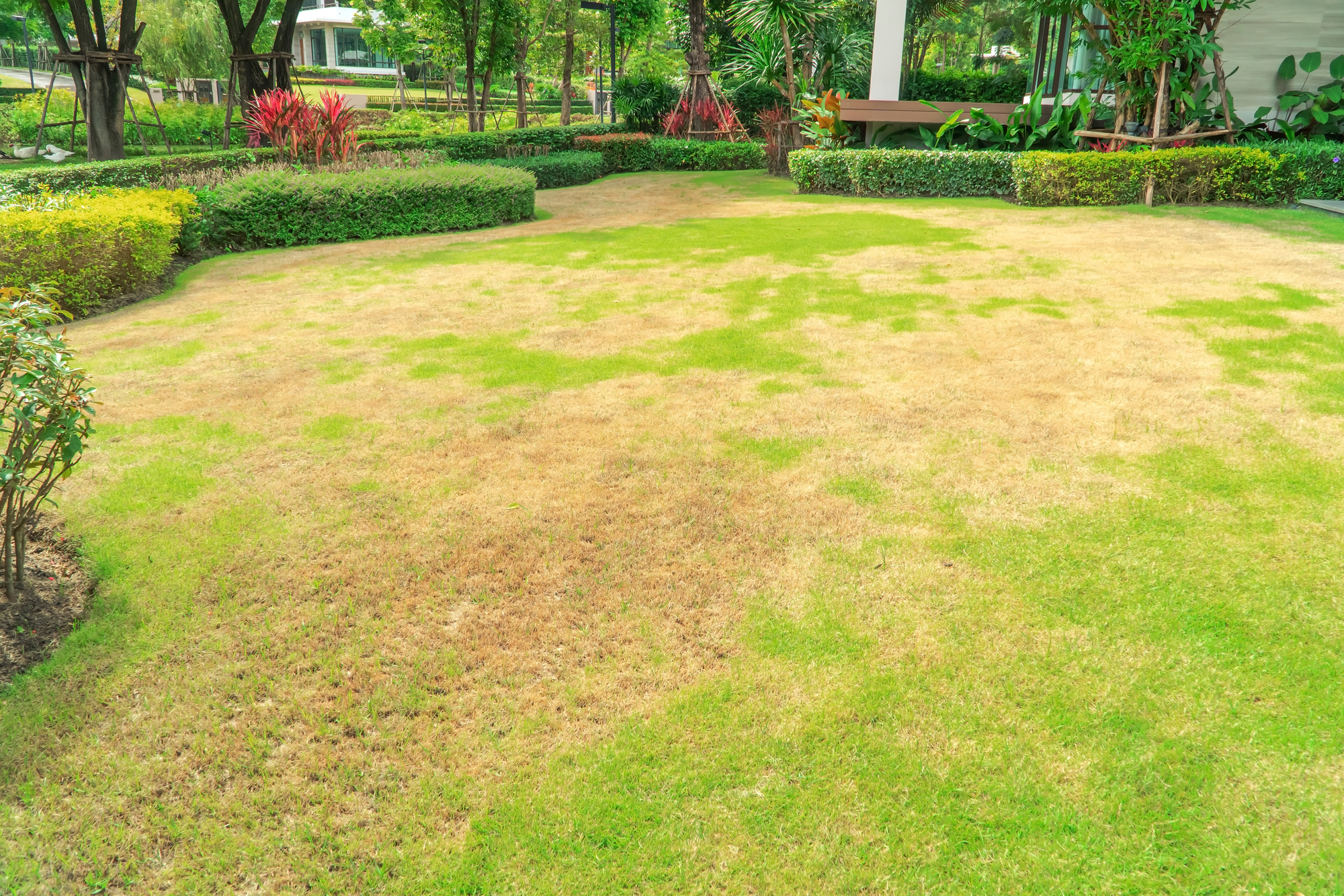 The Fungal Factor: How to Control Lawn Fungus for a Healthier Lawn